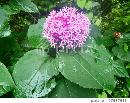 ピンクの花 ピンクの花 97987918