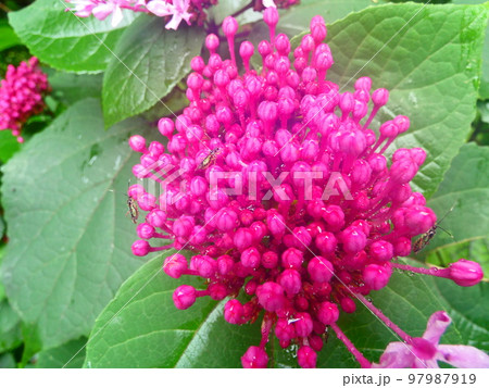 ピンクの花 ピンクの花 97987919