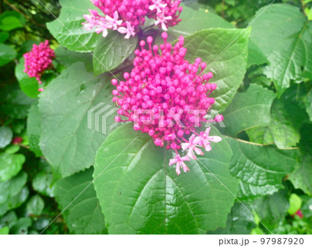ピンクの花 ピンクの花 97987920