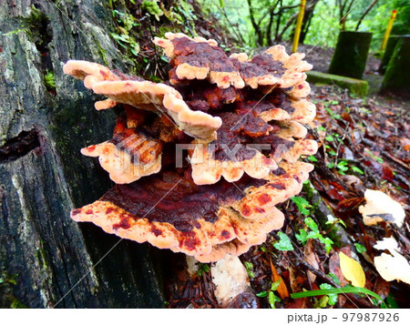 サルノコシカケ 97987926