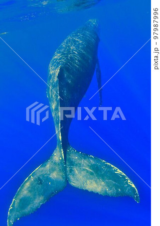 ザトウクジラ 97987996