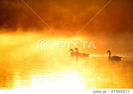 埼玉県　川島町のハクチョウ 97988025