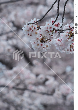 満開の桜をアップ。背景も桜色のほんわか写真。 97988027