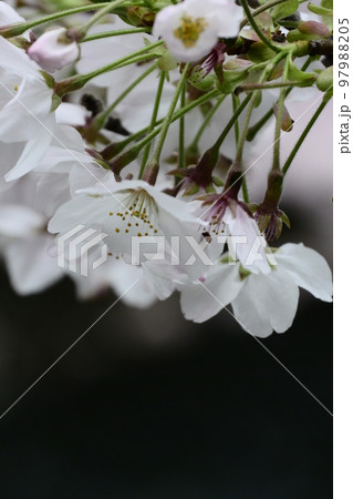 満開の桜をアップで。背景は自然の黒ではっきりとした印象。 満開の桜をアップで。背景は自然の黒ではっきりとした印象。 97988205