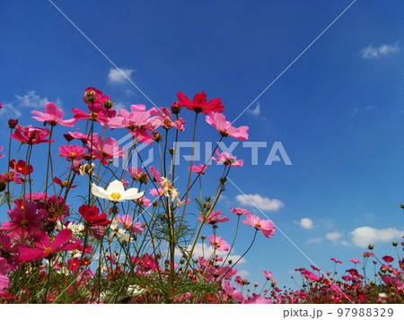 青空とコスモス 97988329