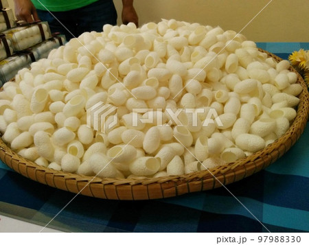 まゆ(繭玉) まゆ(繭玉) 97988330