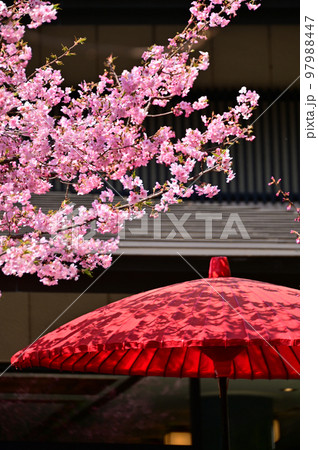 桜と野点傘 97988447