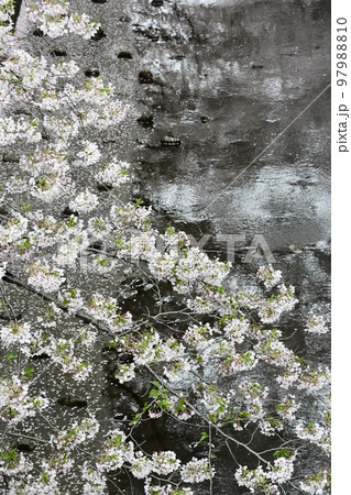 満開の桜。都会の狭い川面を覆いつくして咲いている。 97988810