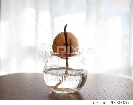アボカドの水耕栽培 97988857