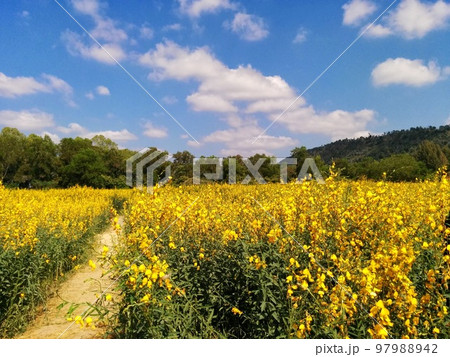 あたり一面が黄色い花畑 97988942