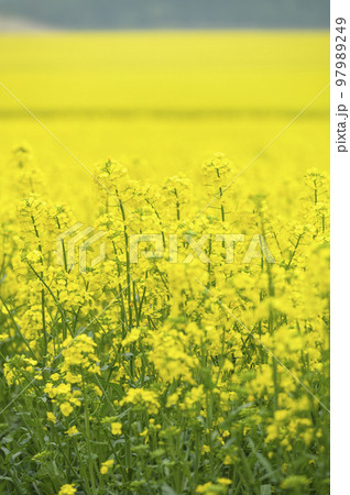 一面の菜の花畑 一面の菜の花畑 97989249