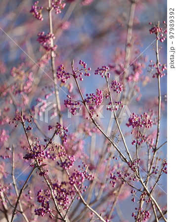 日比谷公園の秋冬の植物風景 日比谷公園の秋冬の植物風景 97989392