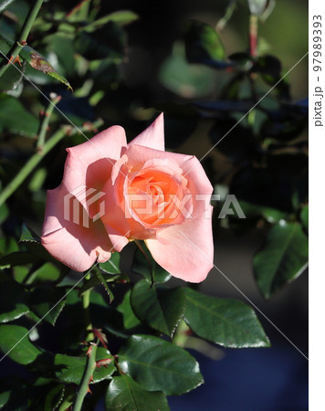 日比谷公園の秋冬の植物風景 日比谷公園の秋冬の植物風景 97989393
