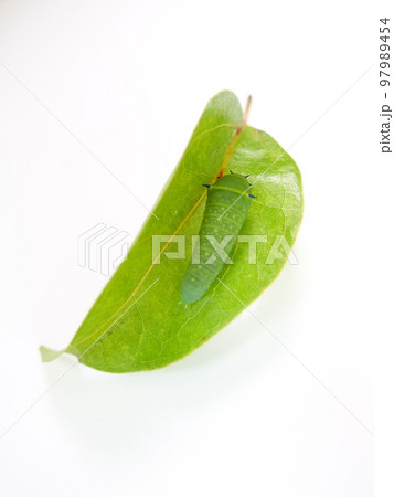 イモムシ 芋虫 幼虫 アオスジアゲハ アゲハチョウ イモムシ 芋虫 幼虫 アオスジアゲハ アゲハチョウ 97989454