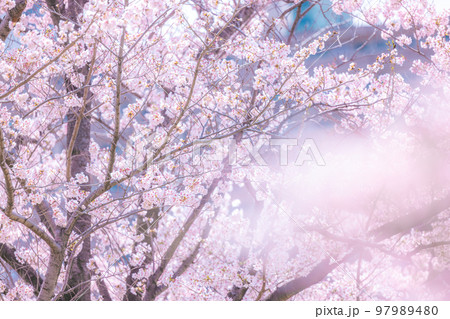 桜イメージ 97989480