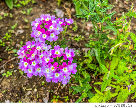 初夏の可愛らしいバーベナ 97989518