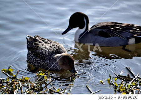 埼玉県 川島町のかも 埼玉県 川島町のかも 97989626