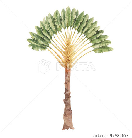 Beautiful stock clip art illustration with watercolor hand drawn tropical palm tree. Beautiful stock clip art illustration with watercolor hand drawn tropical palm tree. 97989653