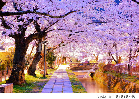 哲学の道　桜 97989746