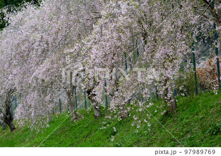 やすらぎの里公園 2022-4-17 #108 やすらぎの里公園 2022-4-17 #108 97989769