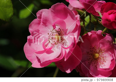 白とピンクの一重咲きコウシンバラ「ロサ・キネンシス」の花たちを太陽光の下でマクロ撮影。 97989908