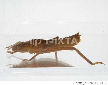 平たい体形のヤゴ 平たい体形のヤゴ 97990242