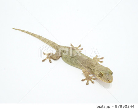 1匹のニホンヤモリ【全身】 1匹のニホンヤモリ【全身】 97990244