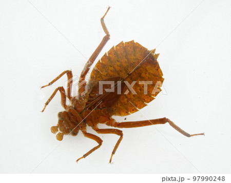 変わった形のヤゴ 変わった形のヤゴ 97990248