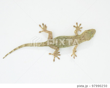 壁にくっついている横向きのニホンヤモリ 壁にくっついている横向きのニホンヤモリ 97990250