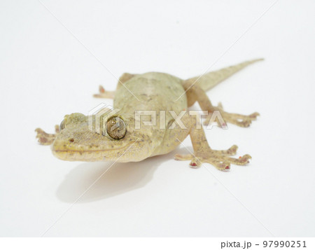 顔を上げて何か見つめるニホンヤモリ 97990251