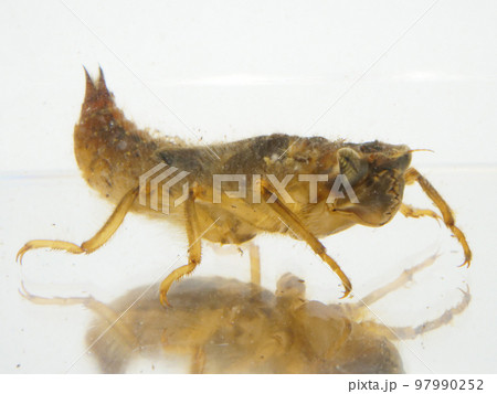 水棲の肉食昆虫 97990252