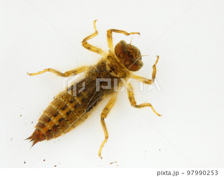 上から見た水の中のヤゴ 97990253