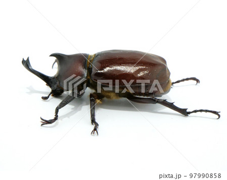 カブトムシ？ 4904810221685_f16381bc140744d1