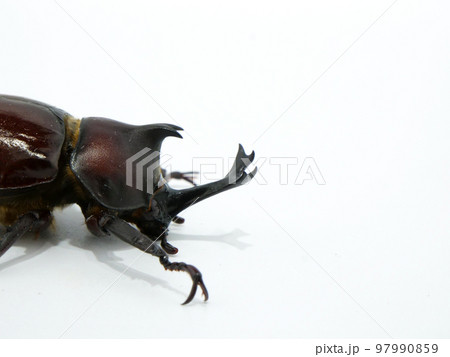 カブトムシの顔【横向き】 97990859