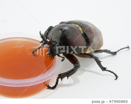 ゼリーを食べるカブトムシ ゼリーを食べるカブトムシ 97990860