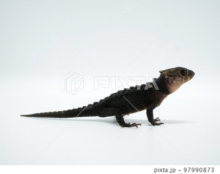 右向きのアカメカブトトカゲ 97990873