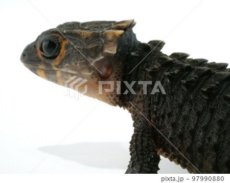 アカメカブトトカゲの耳 アカメカブトトカゲの耳 97990880