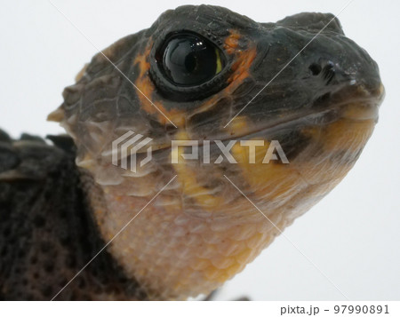 アカメカブトトカゲの顔のアップ アカメカブトトカゲの顔のアップ 97990891