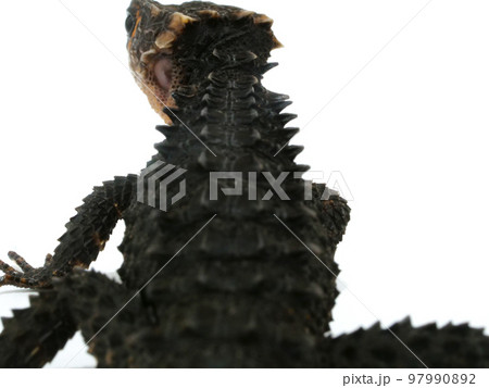 トゲトゲのアカメカブトトカゲの背中 97990892