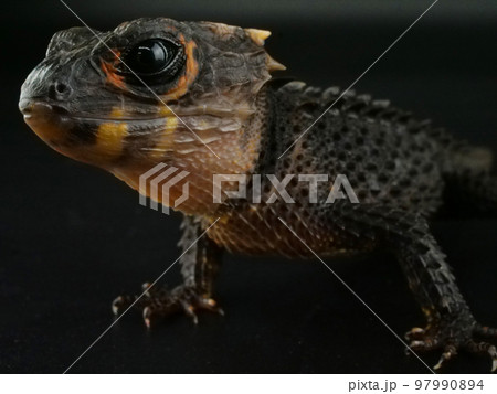 硬そうな体のアカメカブトトカゲ 97990894