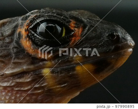 アカメカブトトカゲの横顔のアップ 97990895