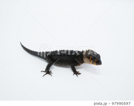 こっちをチラ見するアカメカブトトカゲ 97990897