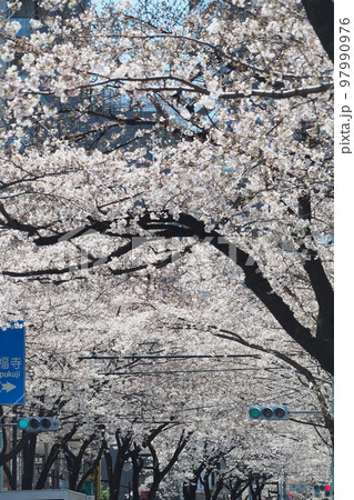 桜。満開の桜並木風景。まるで桜のトンネル。 97990976