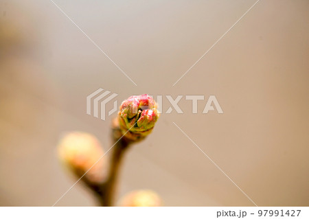 桜の蕾　少しの開花のほころび　日本の春　早春の風景 97991427