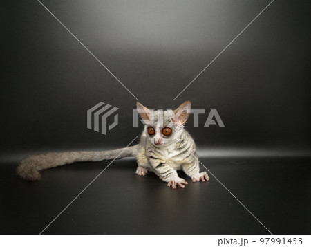 体に対して尻尾の長いショウガラゴ 97991453