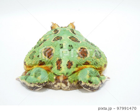 真後ろから見たツノガエル 真後ろから見たツノガエル 97991470