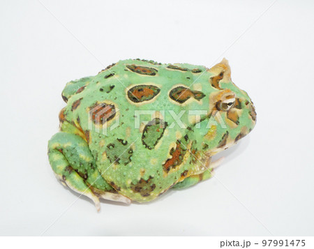 丸い体形のツノガエル 丸い体形のツノガエル 97991475