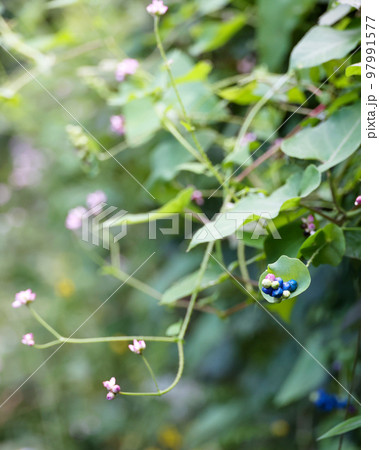 イシミカワの実　青ピンク緑色　イヌタデ科 97991577