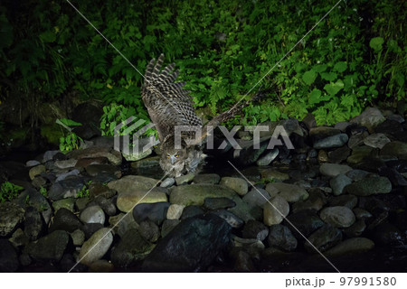 シマフクロウ シマフクロウ 97991580