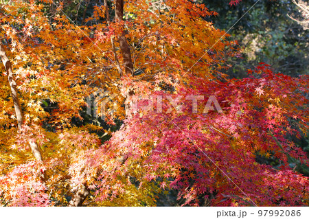 一面、鮮やかな黄金色に色づいた晩秋の紅葉情景。 97992086
